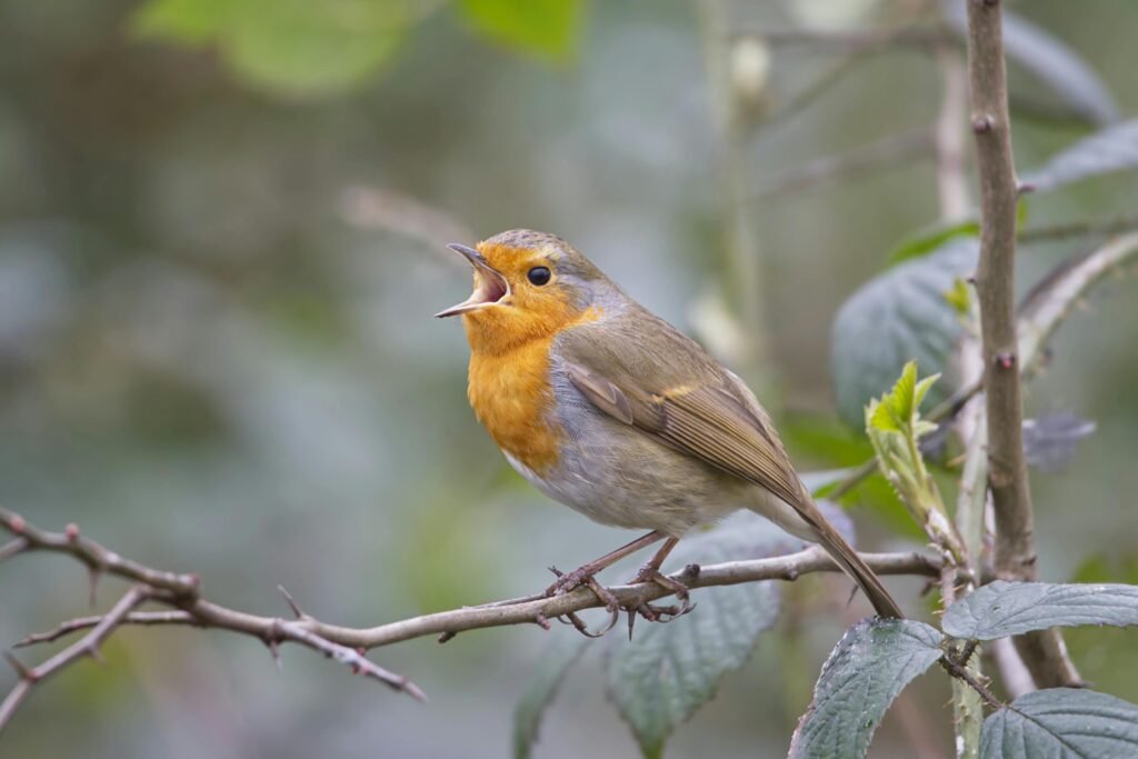 Close-up of a European robin singing on a branch in a natural setting.